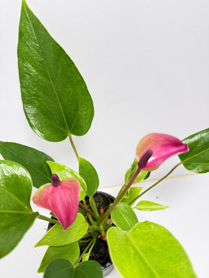 Anthurium zizou 100mm pot size plant- with pot