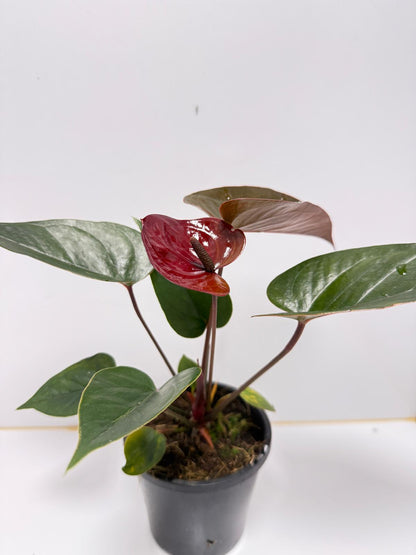 Anthurium Giant Chocolate- 100mm With Pot