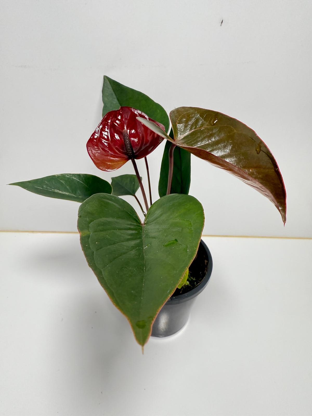 Anthurium Giant Chocolate- 100mm With Pot