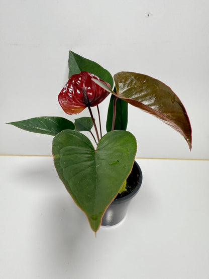 Anthurium Giant Chocolate- 100mm With Pot
