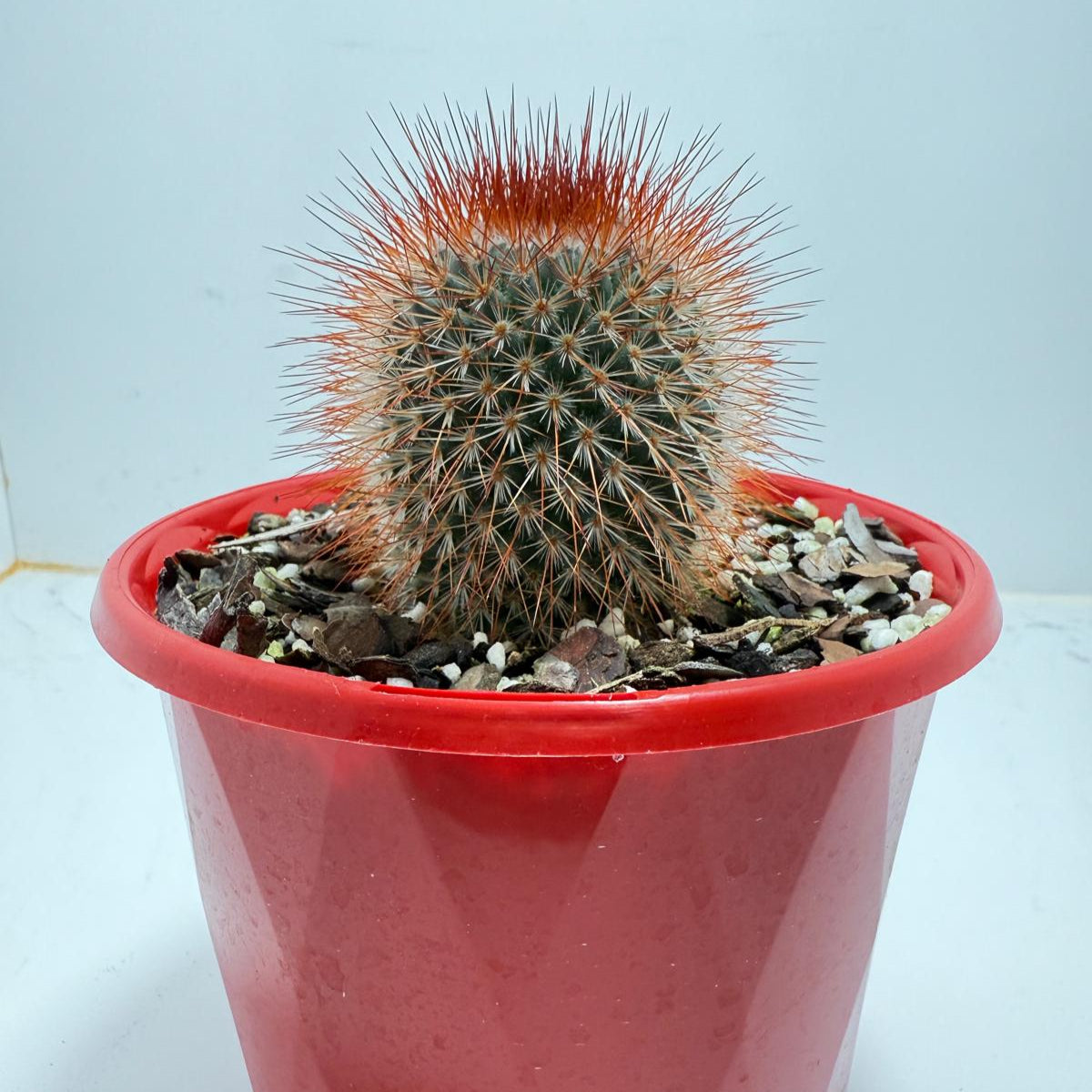 Cacti - Pincushion Cactus Spinosissima V Albispina | Live Cactus Succulents World