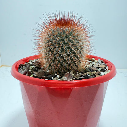 Cacti - Pincushion Cactus Spinosissima V Albispina | Live Cactus Succulents World