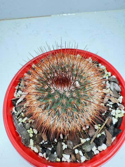 Cacti - Pincushion Cactus Spinosissima V Albispina | Live Cactus Succulents World