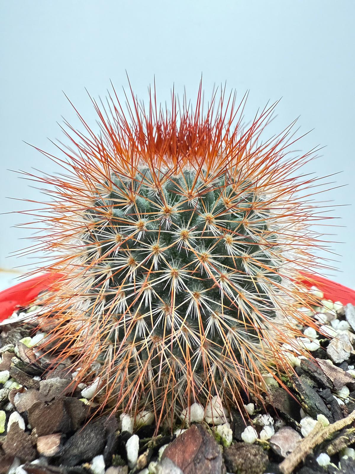 Cacti - Pincushion Cactus Spinosissima V Albispina | Live Cactus Succulents World