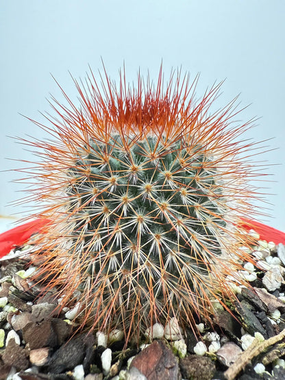 Cacti - Pincushion Cactus Spinosissima V Albispina | Live Cactus Succulents World