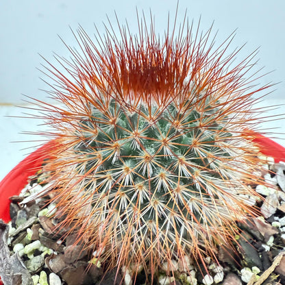 Cacti - Pincushion Cactus Spinosissima V Albispina | Live Cactus Succulents World