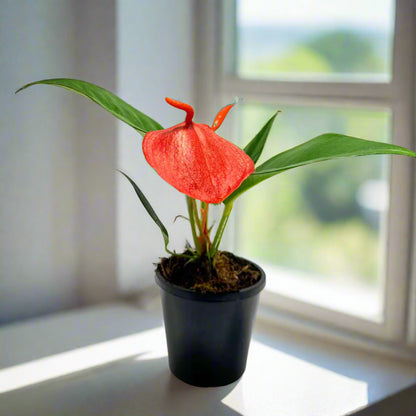 Anthurium Suzan Scherzerianum Pigtail- 100mm -with pot