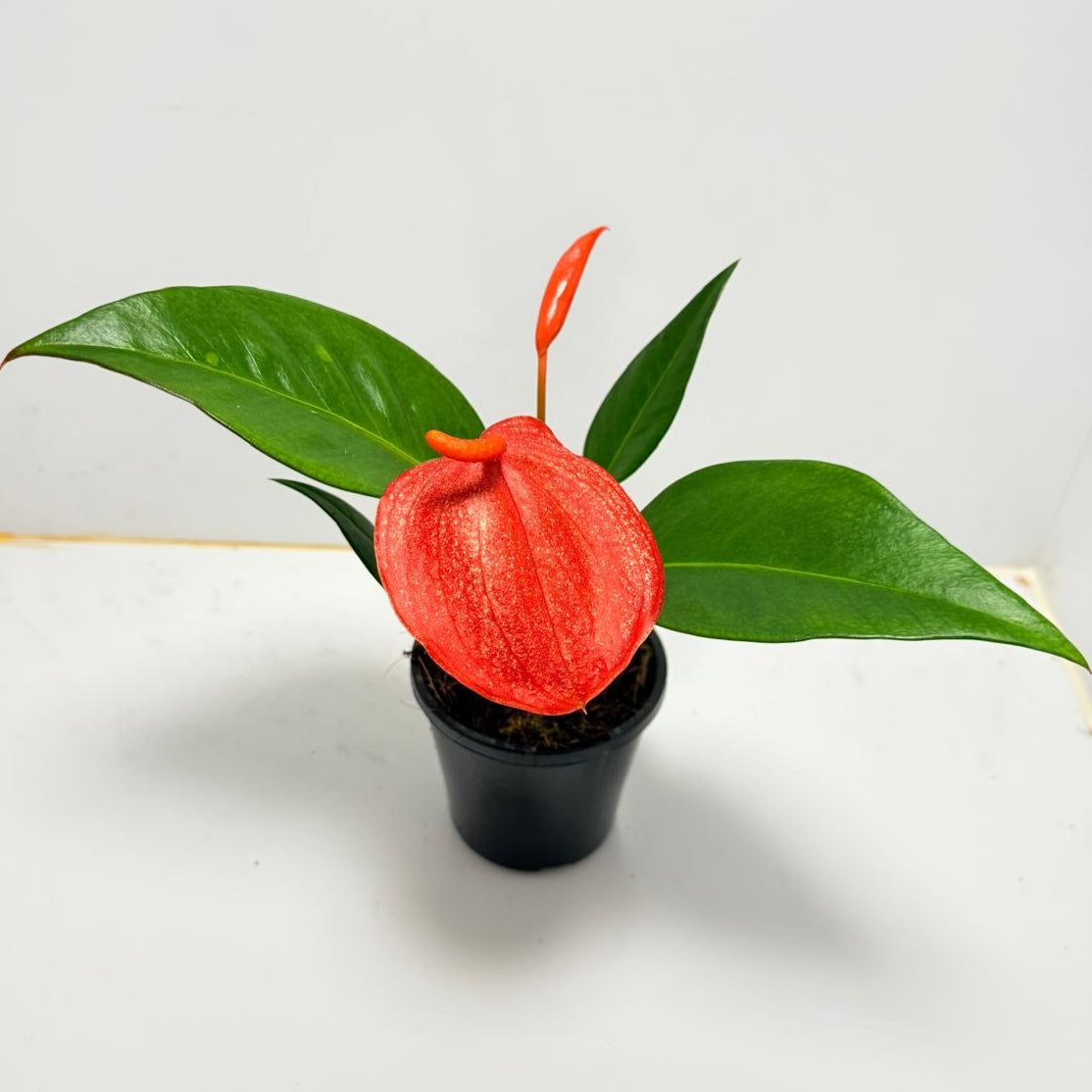 Anthurium Suzan Scherzerianum Pigtail- 100mm -with pot