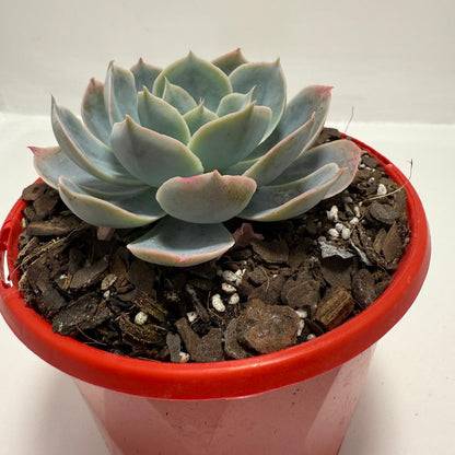 Echeveria Powder Blue