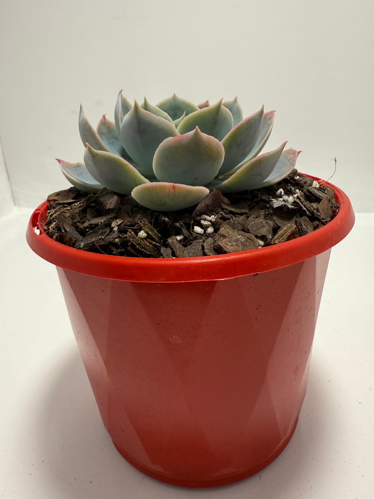 Echeveria Powder Blue