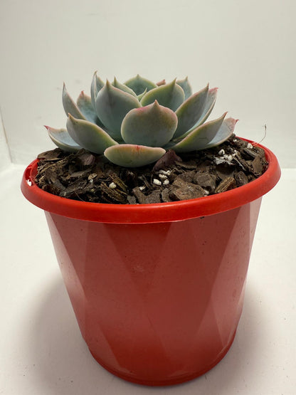 Echeveria Powder Blue