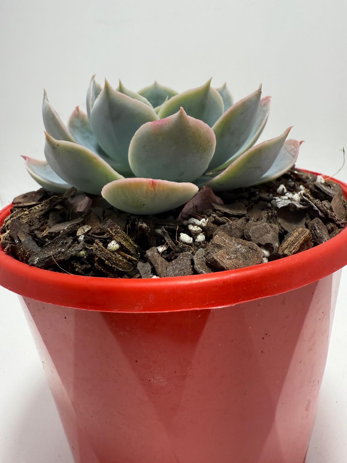 Echeveria Powder Blue