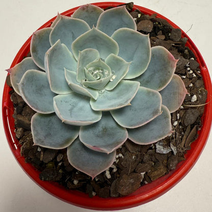 Echeveria Powder Blue