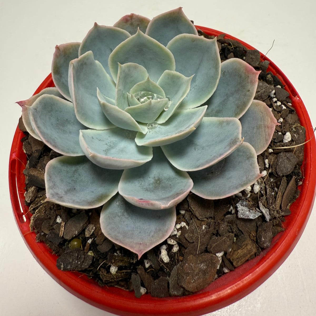 Echeveria Powder Blue