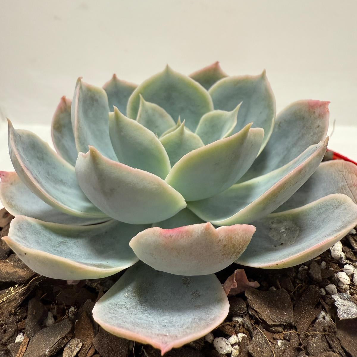 Echeveria Powder Blue