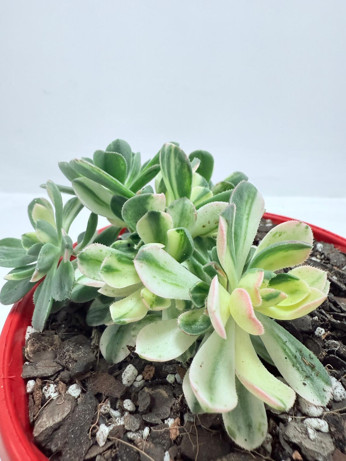 Aoenium Castello Piave Suncup Varigata