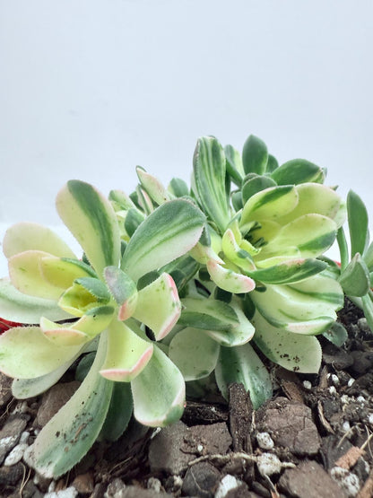 Aoenium Castello Piave Suncup Varigata