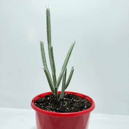 Seyrigia Humbertii "Snow stick "