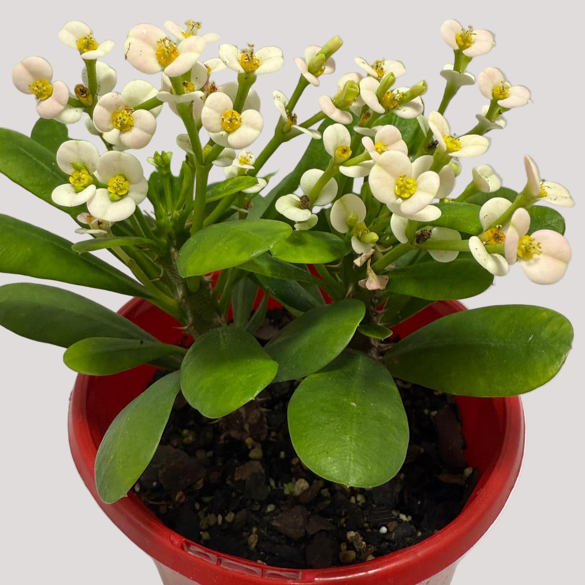 Euphorbia Milli White - Tiny Flowers 80mm