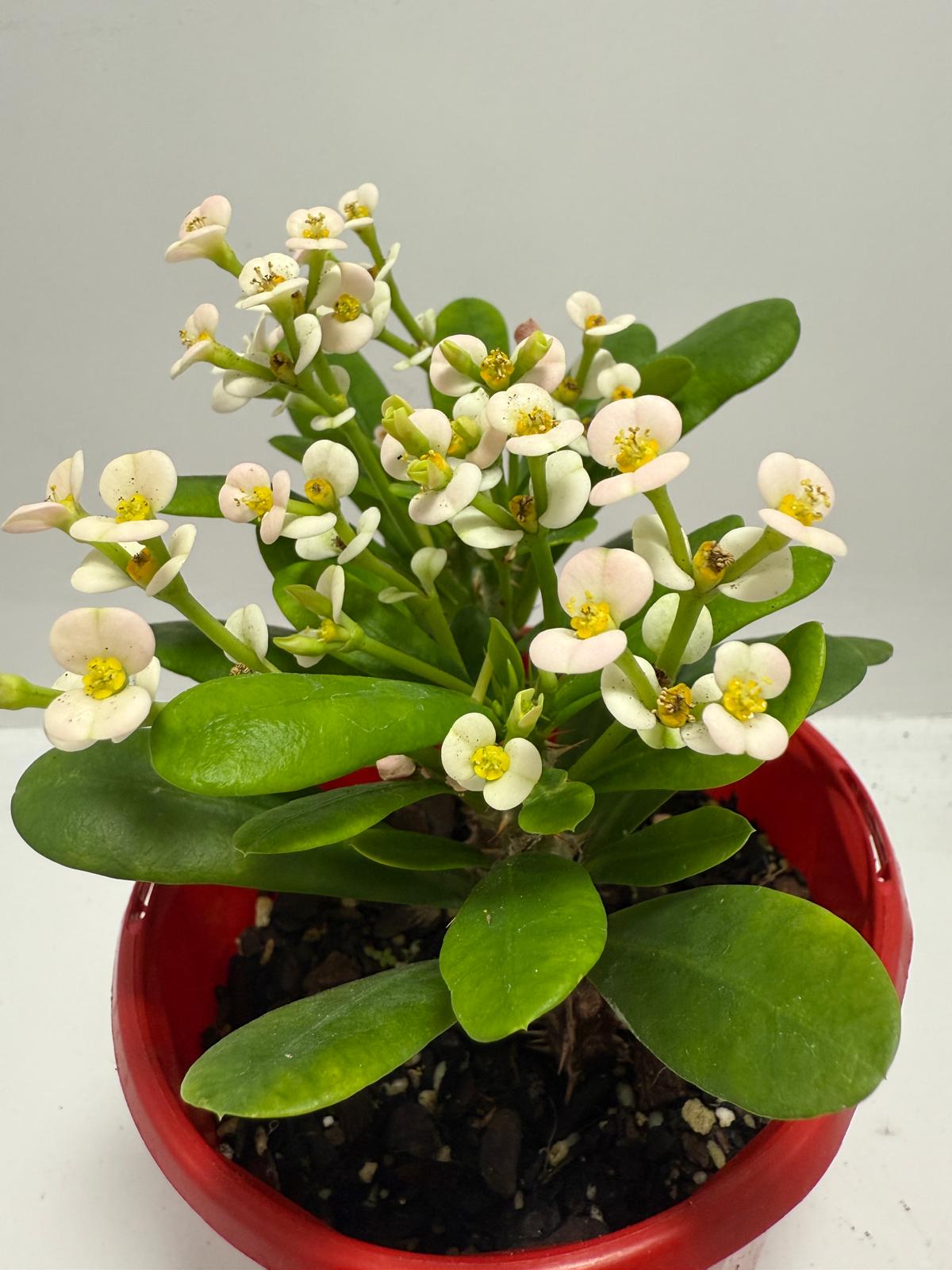 Euphorbia Milli White - Tiny Flowers 80mm
