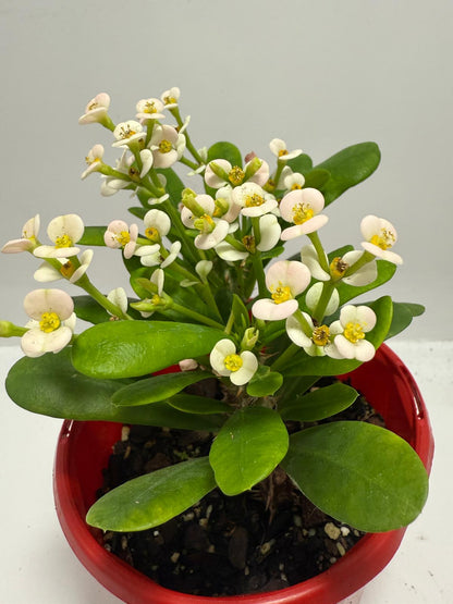 Euphorbia Milli White - Tiny Flowers 80mm