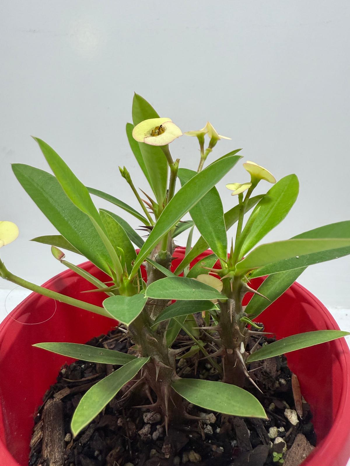 Euphorbia Milli Cream 80mm