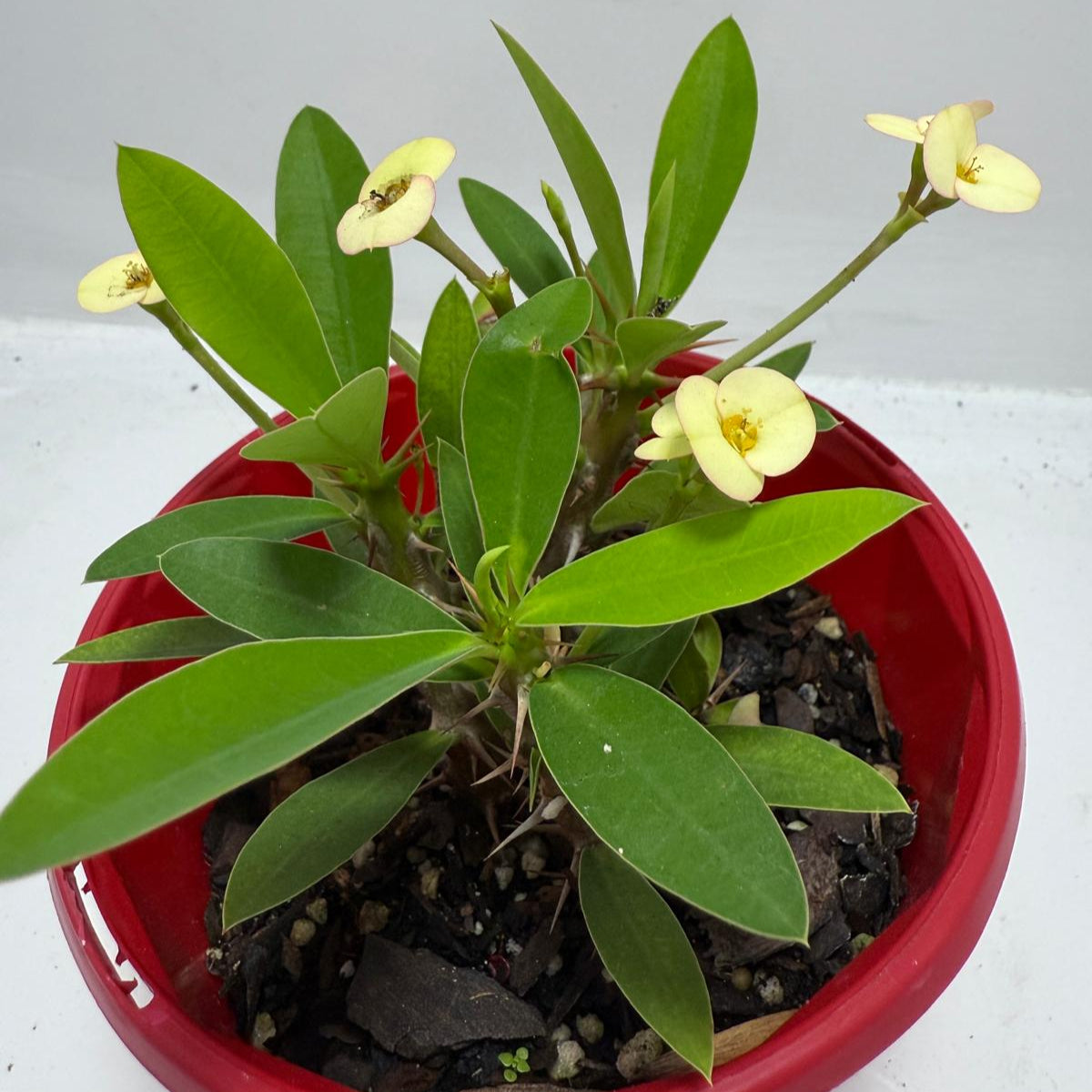 Euphorbia Milli Cream 80mm