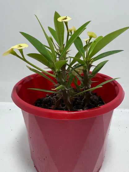 Euphorbia Milli Cream 80mm