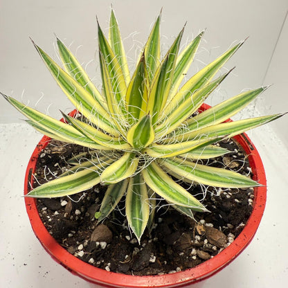 Agava Royal Flush - 210mm