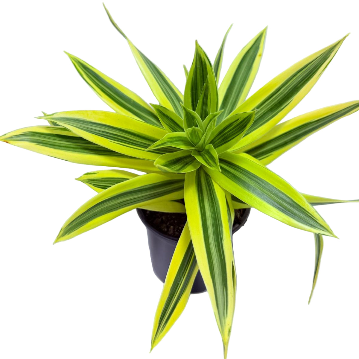 Dracaena reflexa Song of India 130mm
