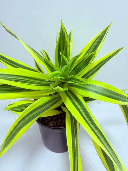 Dracaena reflexa Song of India 130mm