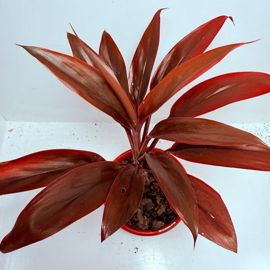 Cordyline fruticosa ‘Tango’ – 130mm | Colourful Foliage Plant for Indoors & Gardens