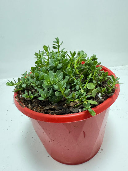 Brahmi (Bacopa Monnieri ) Brain tonic “Lunuwila”. - 130mm