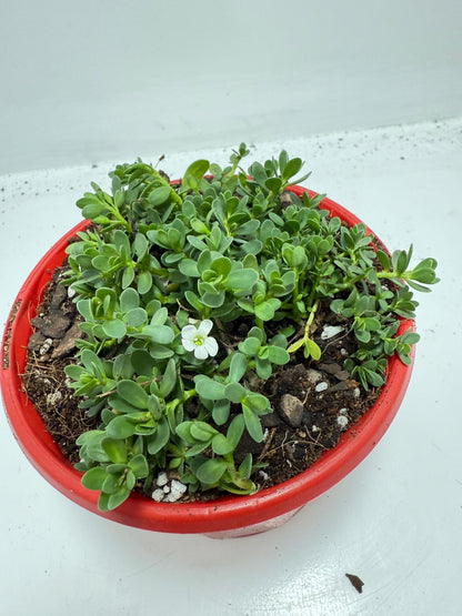 Brahmi (Bacopa Monnieri ) Brain tonic “Lunuwila”. - 130mm