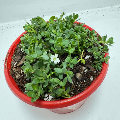 Brahmi (Bacopa Monnieri ) Brain tonic “Lunuwila”. - 130mm