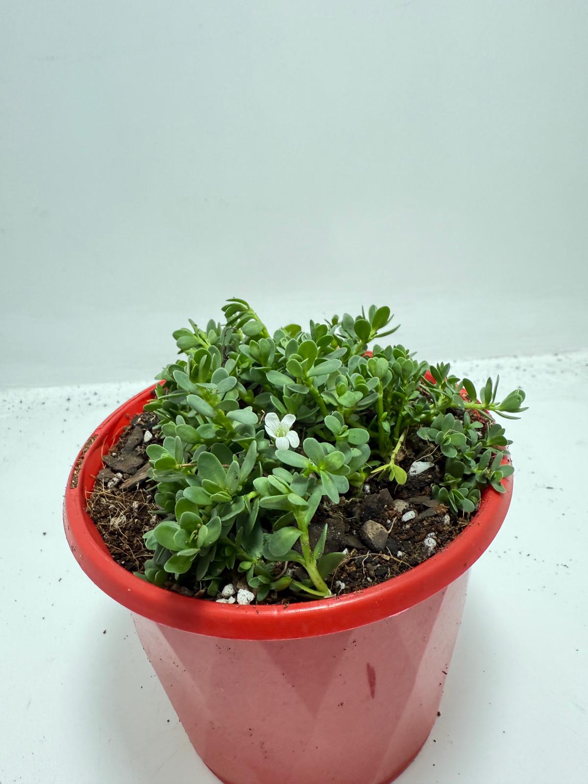 Brahmi (Bacopa Monnieri ) Brain tonic “Lunuwila”. - 130mm
