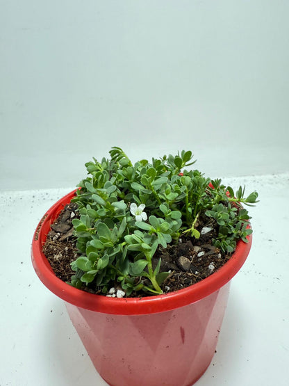 Brahmi (Bacopa Monnieri ) Brain tonic “Lunuwila”. - 130mm