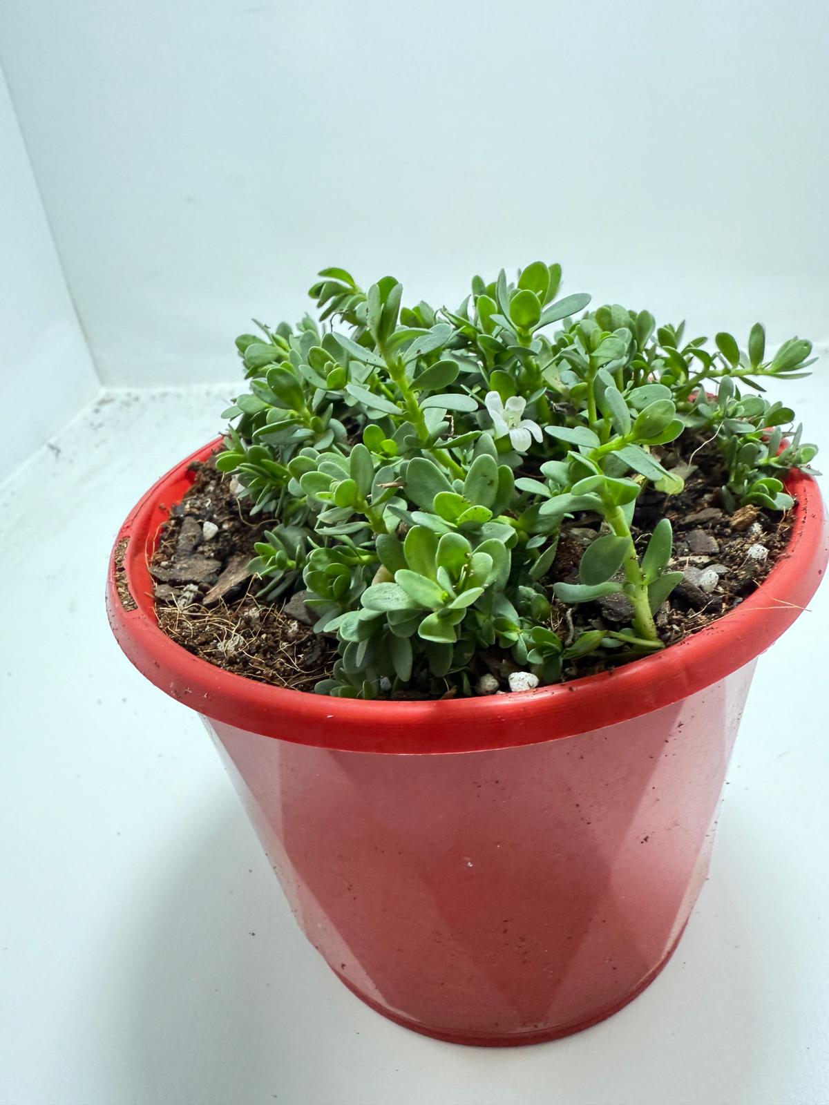 Brahmi (Bacopa Monnieri ) Brain tonic “Lunuwila”. - 130mm