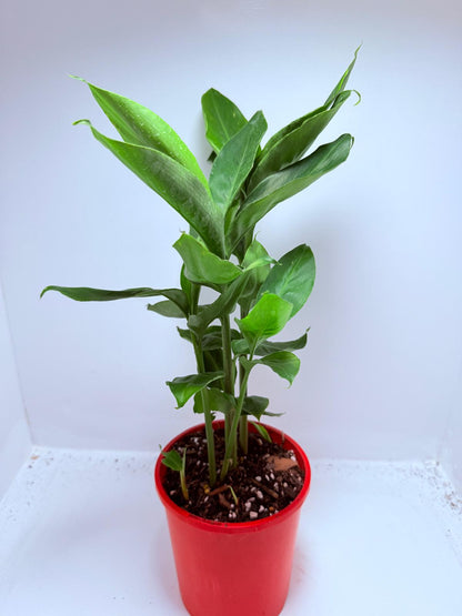 Alpinia nutans - Dwarf False Cardamom 200mm