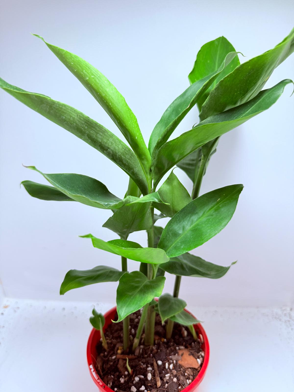 Alpinia nutans - Dwarf False Cardamom 200mm