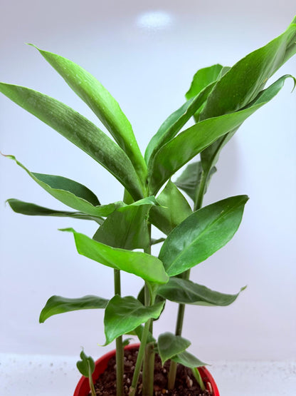 Alpinia nutans - Dwarf False Cardamom 200mm
