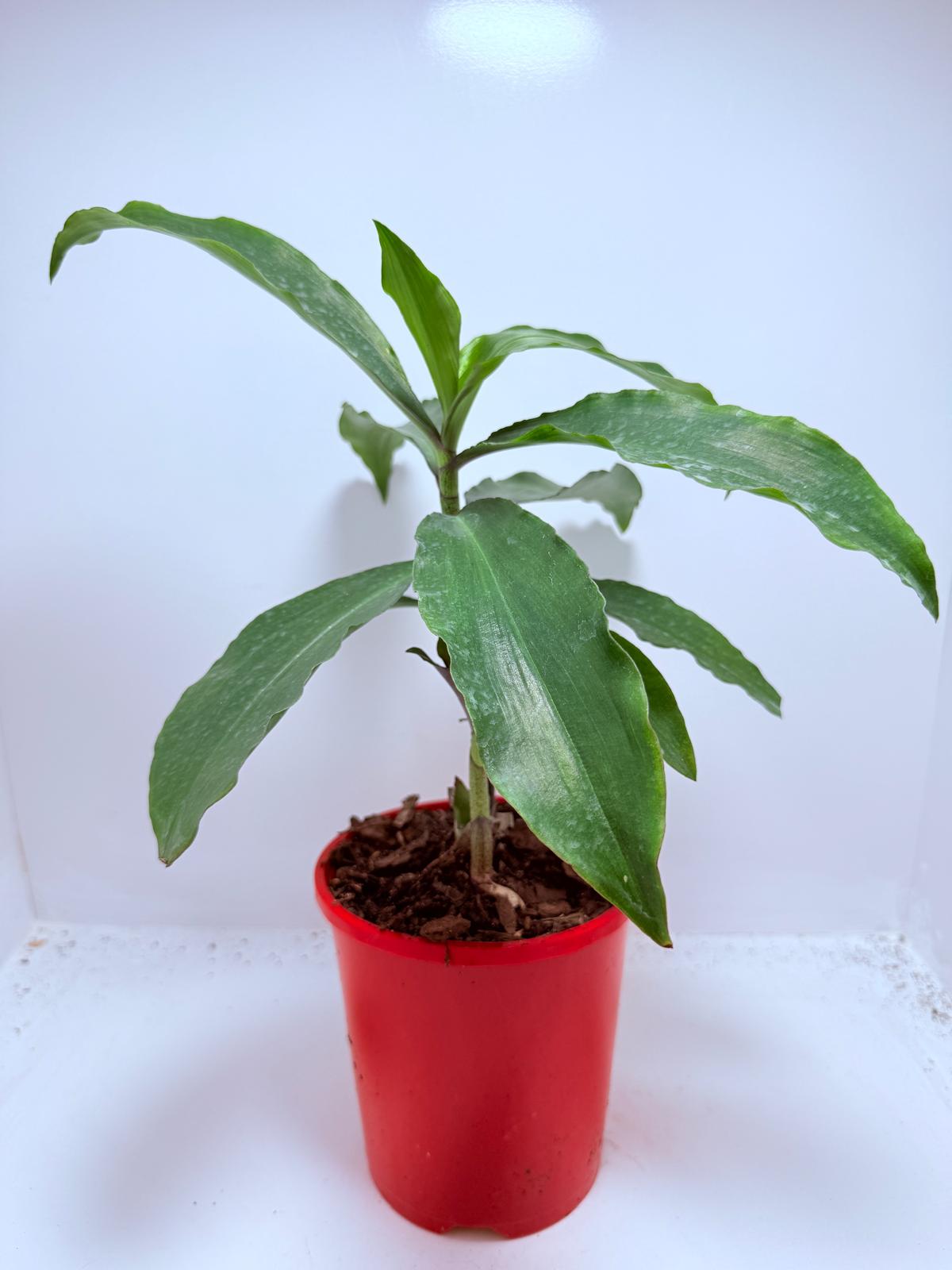 Blue Ginger (Dichorisandra thyrsiflora) 130mm