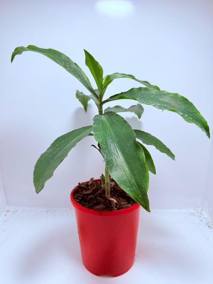 Blue Ginger (Dichorisandra thyrsiflora) 130mm