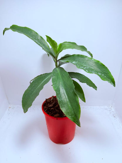 Blue Ginger (Dichorisandra thyrsiflora) 130mm