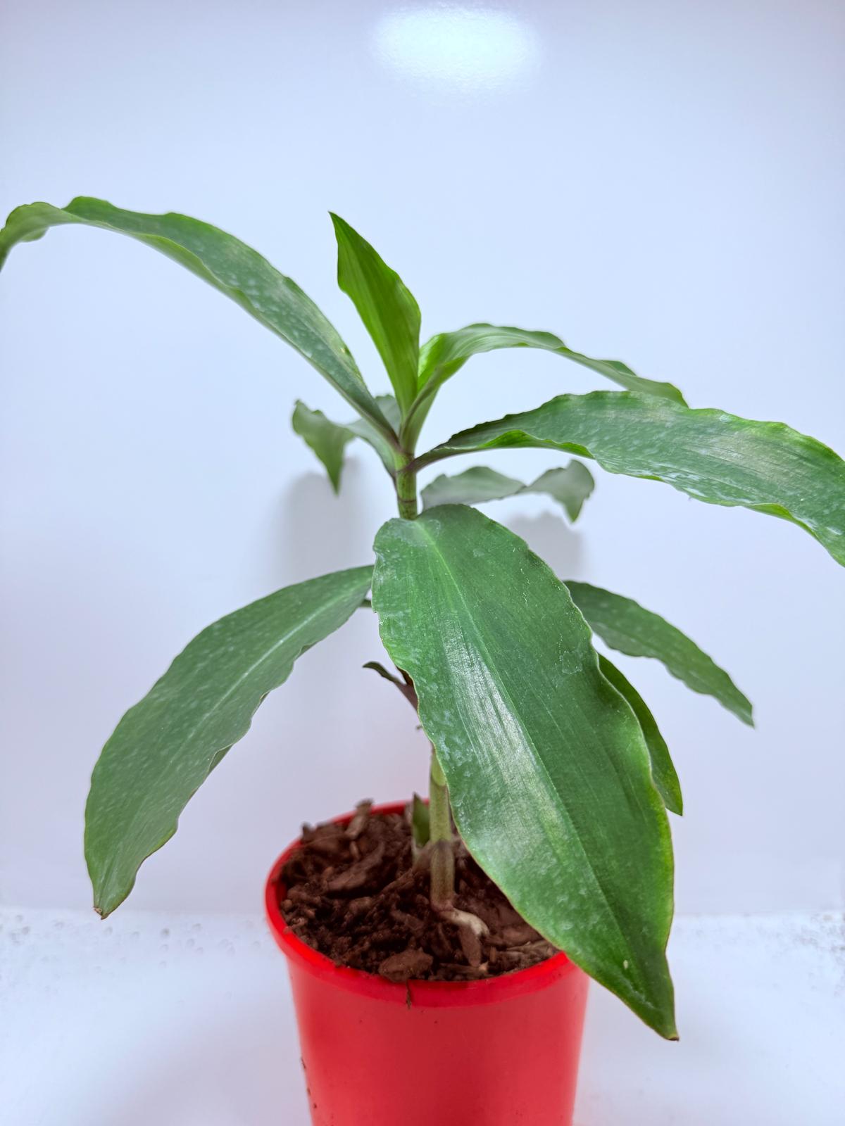 Blue Ginger (Dichorisandra thyrsiflora) 130mm