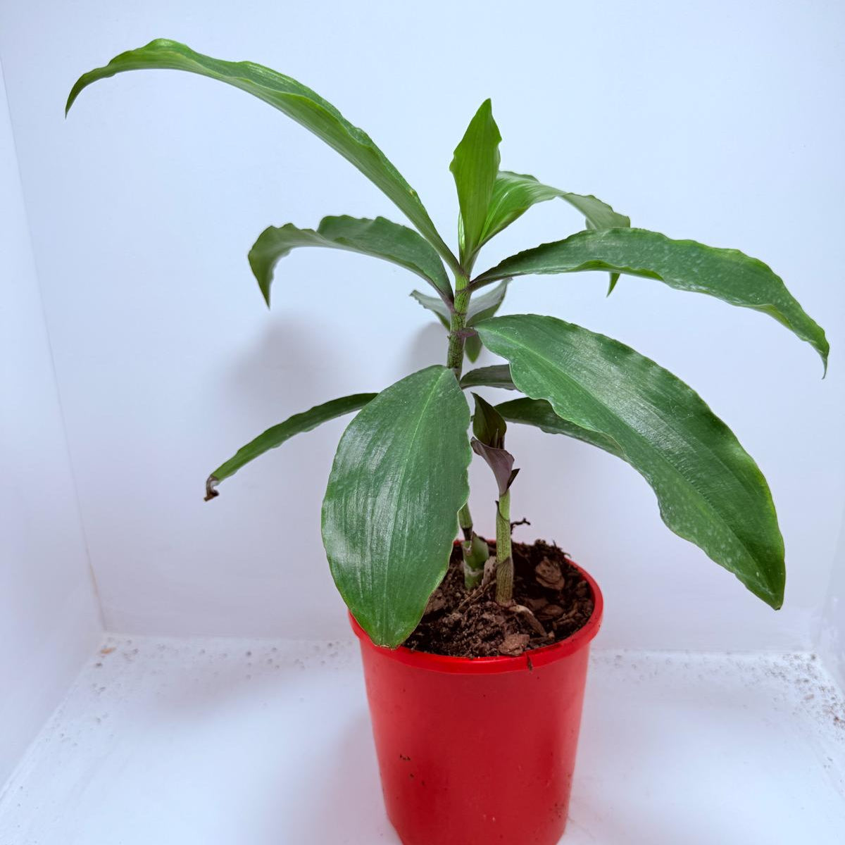 Blue Ginger (Dichorisandra thyrsiflora) 130mm