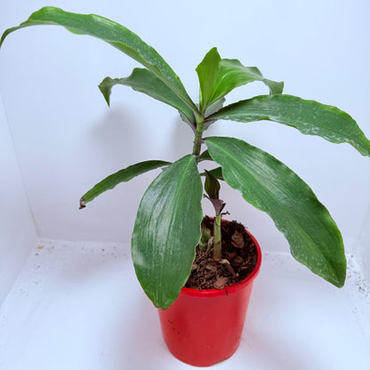 Blue Ginger (Dichorisandra thyrsiflora) 130mm