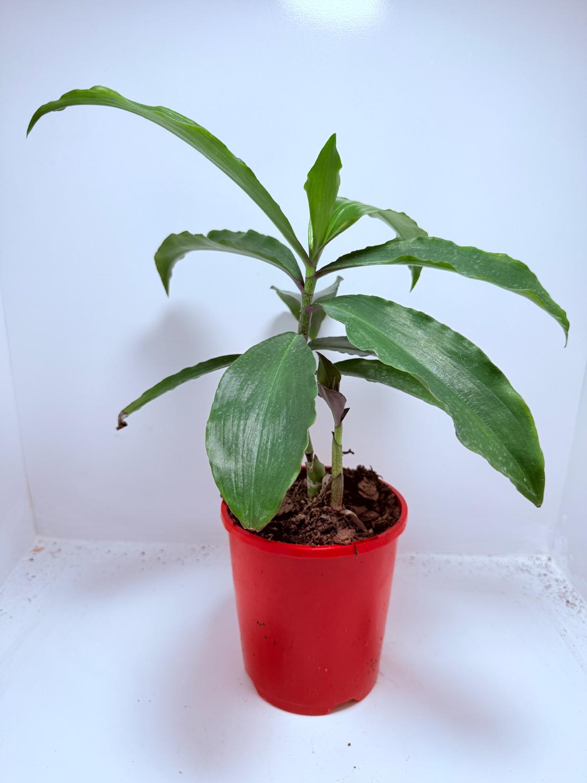 Blue Ginger (Dichorisandra thyrsiflora) 130mm