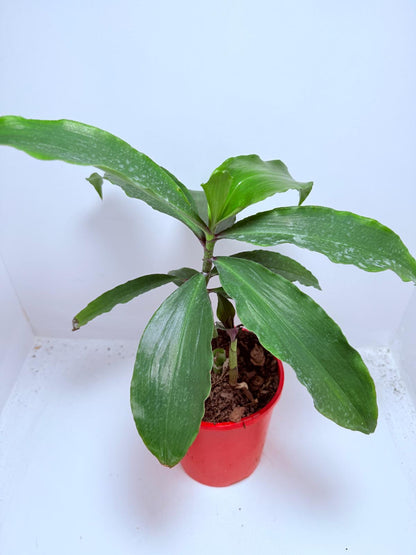 Blue Ginger (Dichorisandra thyrsiflora) 130mm