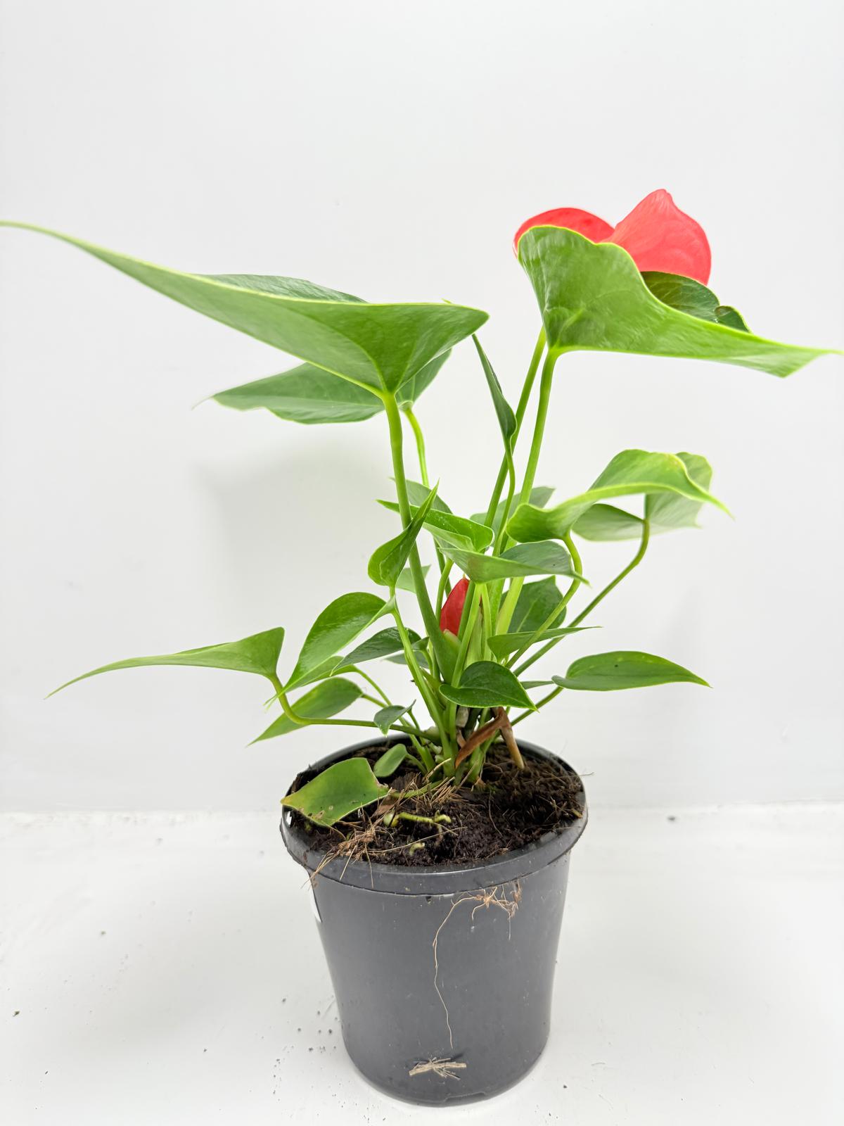Anthurium ‘Michigan’ – Compact 100mm Potted Houseplant
